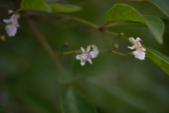 Vitex leucoxylon